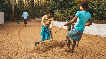 India Plantation - o cafea plăcută, ca o după-amiază de sâmbătă